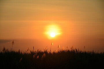 Obraz premium Landscape countryside grass silhouette at sunset