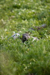 Groundhog of Garibaldi mountain, vancouver, British Columbia, Canada