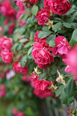 The numerous rose vines on the fence.