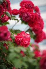 The numerous rose vines on the fence.
