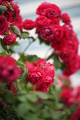 The numerous rose vines on the fence.