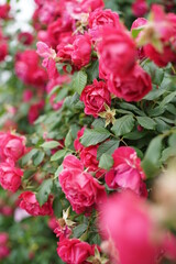 The numerous rose vines on the fence.