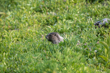 Groundhog of Garibaldi mountain, vancouver, British Columbia, Canada