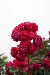 The numerous rose vines on the fence.