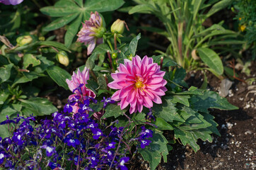 Pink Dahlia in a Garden
