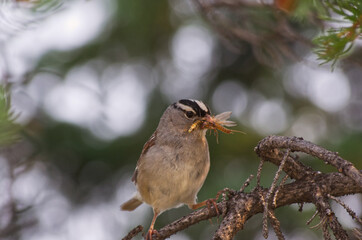 A White Crowned Sparrow with Take Out