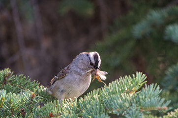 A White Crowned Sparrow with Take Out