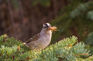 A White Crowned Sparrow with Take Out
