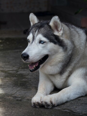 siberian husky dog