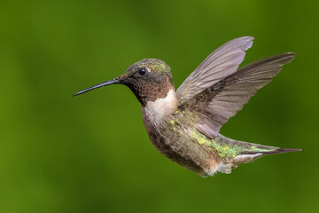 Naklejka na ściany i meble Ruby-throated Hummingbird