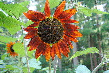 Red cross-bred hybrid sunflower head in bloom