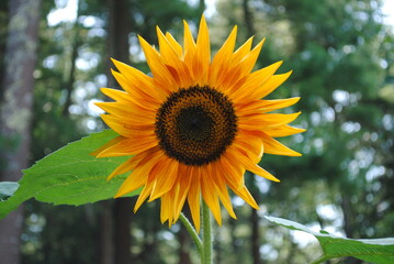 Sunflower head with pointed outer petals and sunburst of red in middle blooming