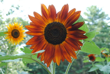 Deep red multi head branching hybrid sunflowers in bloom