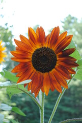 Deep red multi head branching hybrid sunflowers in bloom