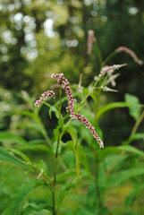 Smartweed or lady's thumb, buckwheat/smartweed (Polygonaceae) family with pink and white flowers absent of any petals