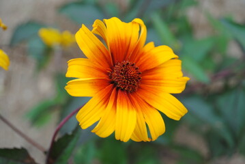 Burning heart false sunflower, or Heliopsis helianthoides var. scabra, blooming bright red and yellow in mid summer
