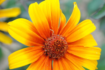 An inchworm crawling along the bloom of a bleeding heart false sunflower, or Heliopsis...