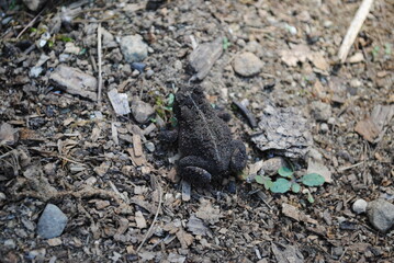 Dark brown American toad, or Anaxyrus americanus, hopping about in the garden looking for lunch