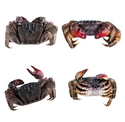 Salted Crab Isolated