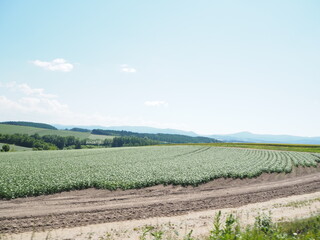 Obraz premium 美瑛の美しい初夏の田園風景