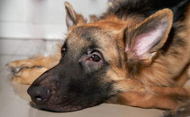 German shepherd dog head look at camera lying down on floor feel boring