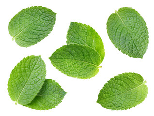 Collection mint isolated on white background