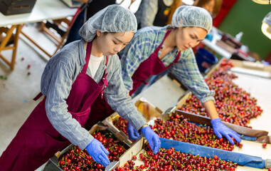 Group of women working on producing sorting line at fruit warehouse, preparing cherry for packaging