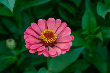 A single pink, coral zinnia flower growing in a flower garden.