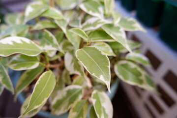 ベンジャミン・ラブリー