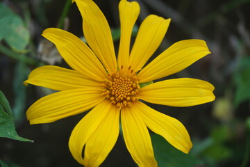 Mexican sunflower (Tithonia diversifolia) with a natural background. Also, use as herbal medicine for diabetes