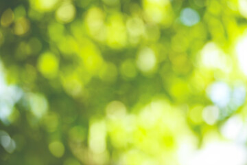 Fototapeta premium bokeh blur background branch tree green leaf on sky sunlight in tropical forest tree summer day light in the green park