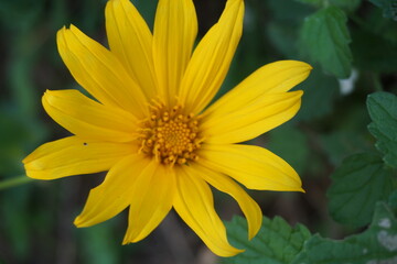 Mexican sunflower (Tithonia diversifolia) with a natural background. Also, use as herbal medicine for diabetes