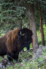 American bison scratching its head on a tree in Yellowstone National Park, USA
