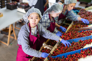 Female employees working on the producing sorting line at fruit warehouse, preparing cherry for packaging and storing