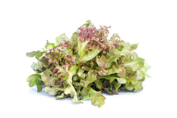 Red oak lettuce vegetables