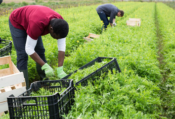 African-american worker harvesting green mizuna (Brassica rapa nipposinica laciniata) in the garden