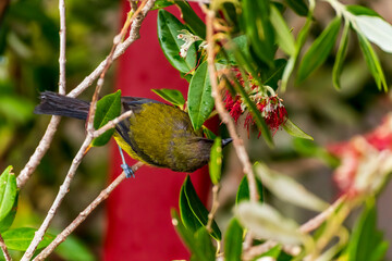 A bellbird flits among flowers dining on nectar and pollinating the flaxes as it goes
