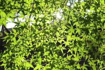a maple tree under the sunlight from the backlight
