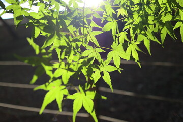 a maple tree under the sunlight from the backlight
