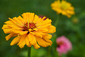 Large yellow zinnia flower growing outdoors.
