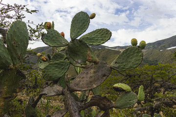 Plantaciones de nopal (Cactaceae - Opuntia oricola Philbrick) con su fruto (chumbera) por la tarde en Per&uacute;