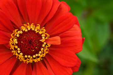 Large red zinnia flower fills the left side of the image. Floral background. 
