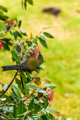 A bellbird flits among flowers dining on nectar and pollinating the flaxes as it goes