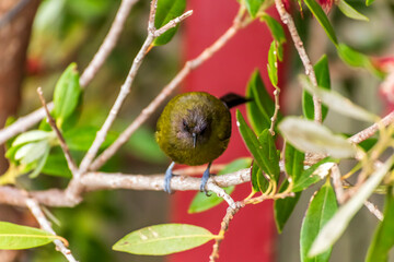 A bellbird flits among flowers dining on nectar and pollinating the flaxes as it goes