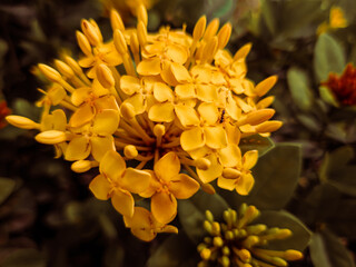 Fototapeta premium yellow flower