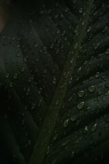 Diffenbachia plant leaves wet in the rain