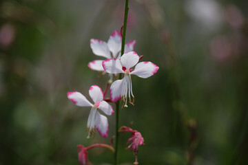Gaura Gambit Rose Bicolor a plant of the genus Gaura of the Cypress family