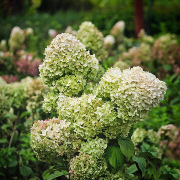 Hydrangea paniculata, is a species of flowering plant in the family Hydrangeaceae native