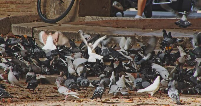 Pidgeons eating frantically on steps in Valencia, Spain city streets - 4k, 24fps