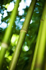 Fototapeta premium Bamboo.